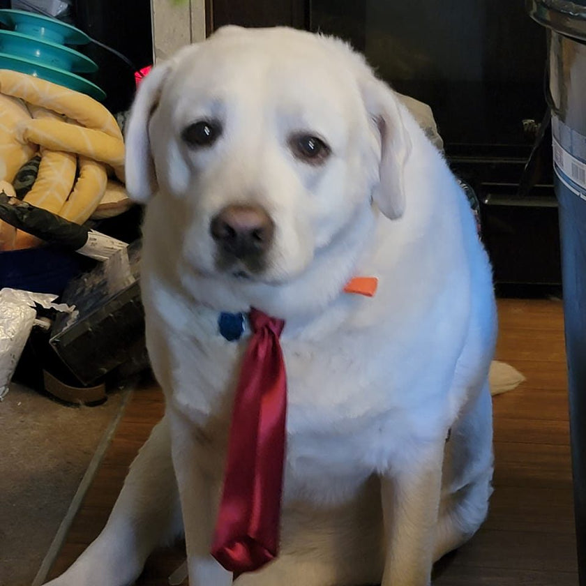 Ables Purr-Fect Animal Rescue Donation